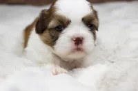 Molly, a female Shih Tzu for sale in Grovespring, MO – 4 of 5