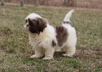 Ernie, a male Shih Tzu for sale in Grovespring, MO – Photo 3 of 5