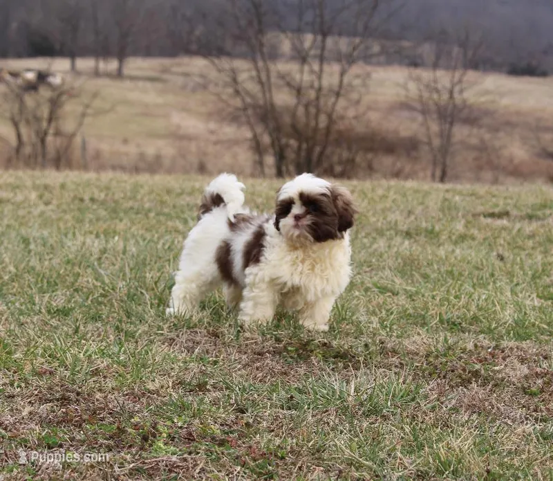 Ernie – Shih Tzu puppy for sale in Grovespring, MO