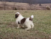 Ernie, a male Shih Tzu for sale in Grovespring, MO – Photo 5 of 5