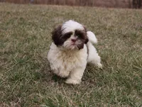 Ernie, a male Shih Tzu for sale in Grovespring, MO – Photo 1 of 5
