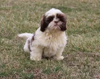 Ernie, a male Shih Tzu for sale in Grovespring, MO – Photo 4 of 5