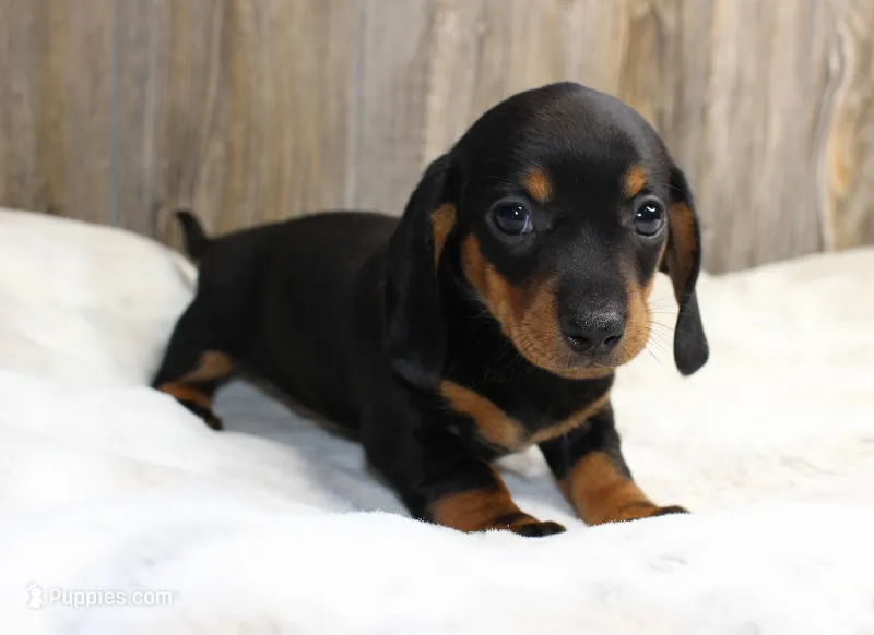 Sadie – Miniature Dachshund puppy for sale in Grovespring, MO