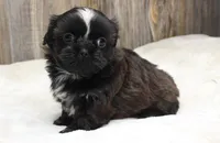 Lexi, a male Shih Tzu for sale in Grovespring, MO – 5 of 6