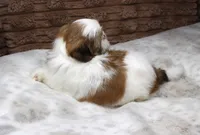 Molly, a female Shih Tzu for sale in Grovespring, MO – 6 of 6
