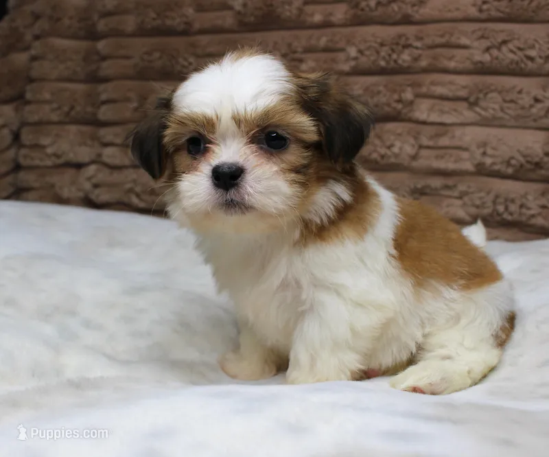 Theo – Shih Tzu puppy on hold in Grovespring, MO