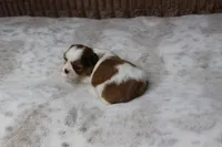 Theo, a male Shih Tzu for sale in Grovespring, MO – Photo 5 of 5