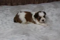 Theo, a male Shih Tzu for sale in Grovespring, MO – Photo 4 of 5