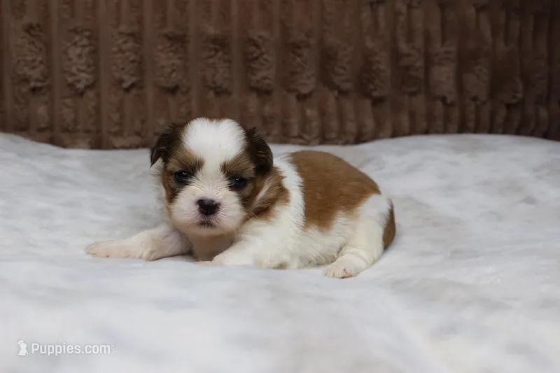 Theo – Shih Tzu puppy for sale in Grovespring, MO