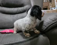 Sam, a male Dachshund for sale in Grovespring, MO – 6 of 8
