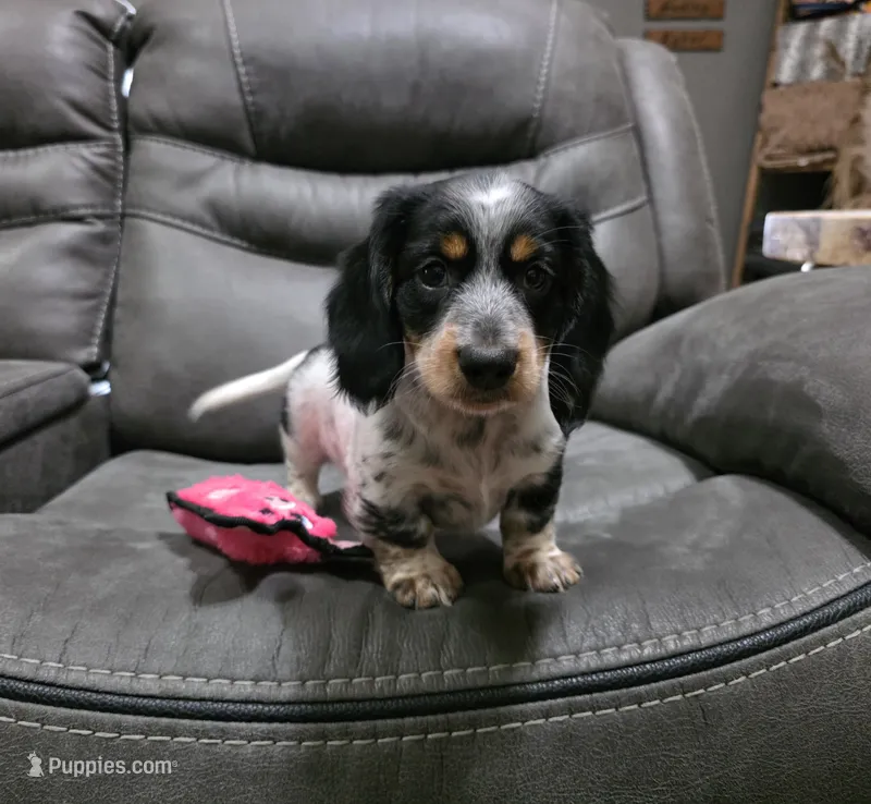 Sam – Dachshund puppy for sale in Grovespring, MO