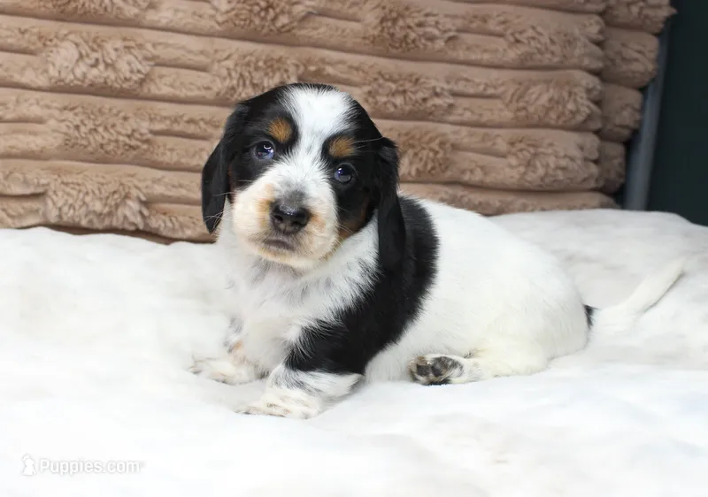Sam – Dachshund puppy for sale in Grovespring, MO