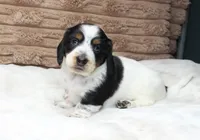 Sam, a male Dachshund for sale in Grovespring, MO – 1 of 5