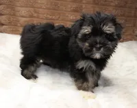 Rocky, a male Havanese for sale in Grovespring, MO – 5 of 6