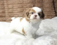 Millie, a female Shih Tzu for sale in Grovespring, MO – 4 of 5