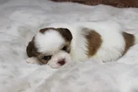 Lucy, a female Shih Tzu for sale in Grovespring, MO – 2 of 5