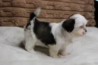 Izzy, a female Shih Tzu for sale in Grovespring, MO – 5 of 5