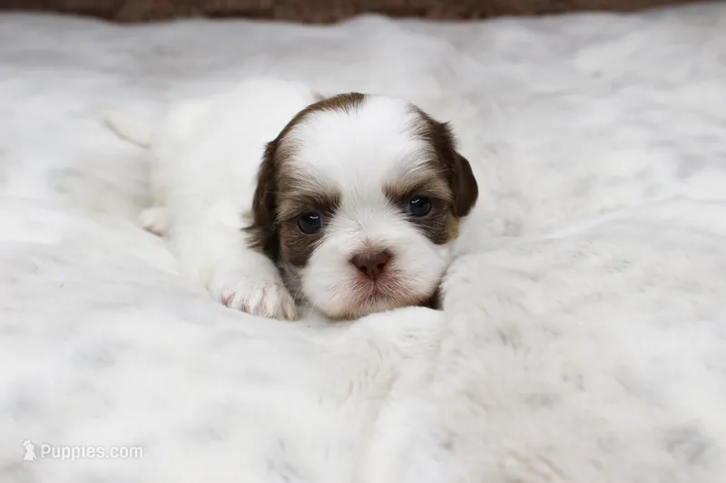 Lilly – Shih Tzu puppy for sale in Grovespring, MO