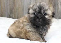 Bear, a male Shih Tzu for sale in Grovespring, MO – 3 of 5