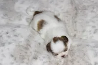Lucy, a female Shih Tzu for sale in Grovespring, MO – 4 of 5