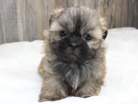 Bear, a male Shih Tzu for sale in Grovespring, MO – 2 of 5