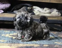 Bear, a male Havanese for sale in Grovespring, MO – Photo 1 of 5