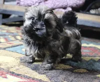 Bear, a male Havanese for sale in Grovespring, MO – Photo 3 of 5