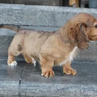 Aiden, a male Dachshund for sale in Grovespring, MO – Photo 4 of 6