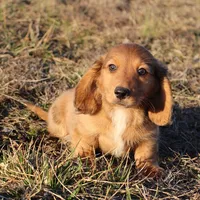 Aiden, a male Dachshund for sale in Grovespring, MO – Photo 3 of 6