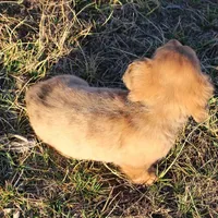 Aiden, a male Dachshund for sale in Grovespring, MO – Photo 5 of 6