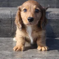 Aiden, a male Dachshund for sale in Grovespring, MO – Photo 1 of 6