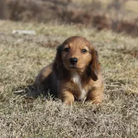 Aiden, a male Dachshund for sale in Grovespring, MO – Photo 2 of 6