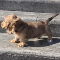 Aiden, a male Dachshund for sale in Grovespring, MO – Photo 6 of 6