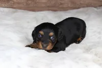 Lacy, a female Dachshund for sale in Grovespring, MO – 3 of 5