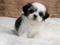 Zeke, a male Shih Tzu for sale in Grovespring, MO – 4 of 5