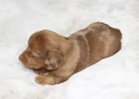 Daisy, a female Miniature Dachshund for sale in Grovespring, MO – 5 of 5