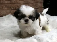 Ollie, a male Shih Tzu for sale in Grovespring, MO – 4 of 5