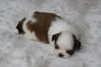 Bella, a female Shih Tzu for sale in Grovespring, MO – Photo 3 of 5