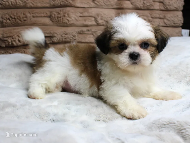 Bella – Shih Tzu puppy on hold in Grovespring, MO