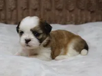 Dallas, a male Shih Tzu for sale in Grovespring, MO – Photo 3 of 5