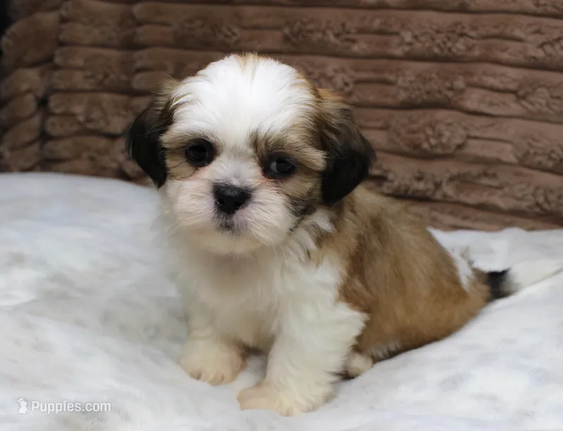 Dallas – Shih Tzu puppy for sale in Grovespring, MO