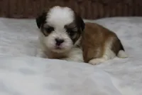 Dallas, a male Shih Tzu for sale in Grovespring, MO – Photo 2 of 5