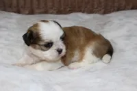 Dallas, a male Shih Tzu for sale in Grovespring, MO – Photo 4 of 5