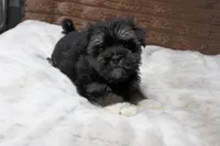 Rocky, a male Havanese for sale in Grovespring, MO – 2 of 6