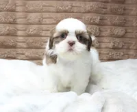 Lilly, a female Shih Tzu for sale in Grovespring, MO – 3 of 6