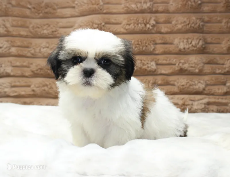 Ollie – Shih Tzu puppy for sale in Grovespring, MO