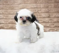 Izzy, a female Shih Tzu for sale in Grovespring, MO – 5 of 5