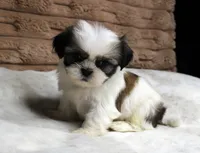 Ollie, a male Shih Tzu for sale in Grovespring, MO – 3 of 5