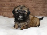 Bailey, a female Shih Tzu for sale in Grovespring, MO – 2 of 5