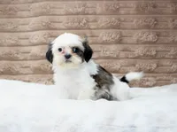 Izzy, a female Shih Tzu for sale in Grovespring, MO – 2 of 5
